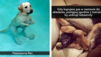 25 zabawnych zdjęć psów ze Snapchata, na widok których, popłaczesz się ze śmiechu
