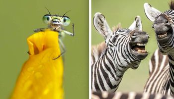 22 zdjęcia dzikich zwierząt, które rozbawią cię do rozpuku