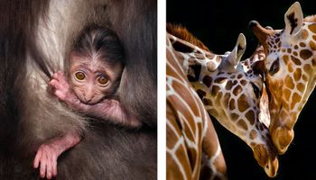 20 niesamowitych zdjęć ukazujących piękno świata zwierząt