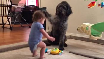 Pies uczy dziecko, jak się siada. Taki nauczyciel to skarb