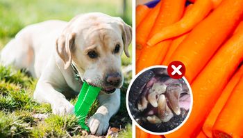 Oto najlepsze produkty na zdrową jamę ustną psa – polecają je weterynarze