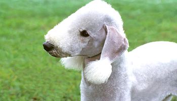 Bedlington terrier (rothbury terrier) od A do Z, czyli wszystko co warto wiedzieć o rasie