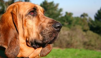 Bloodhound (pies św. Huberta) od A do Z, czyli wszystko co warto wiedzieć o rasie