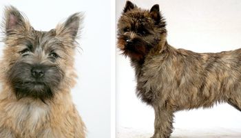 Cairn terrier od A do Z, czyli wszystko co warto wiedzieć o rasie