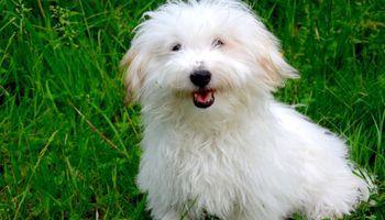 Coton de Tulear od A do Z, czyli wszystko co warto wiedzieć o rasie