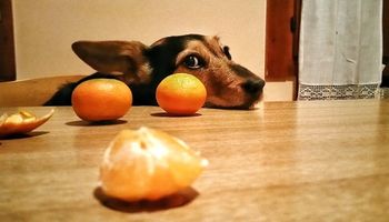 Czy pies może jeść pomarańcze?