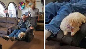 Przyszedł do sklepu meblowego z psem, aby mieć pewność, że pupilowi spodoba się nowy fotel