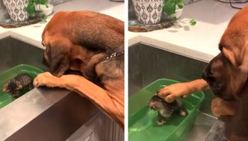Uratowany pies wspiera małego kotka w czasie kąpieli. Poziom słodkości przeładowany