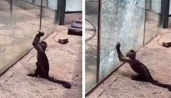 Małpka desperacko próbuje wybić szybę w zoo. To wideo łamie serce