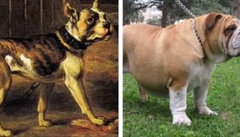 Rasy psów, których wygląd bardzo zmienił się na przełomie 100 lat