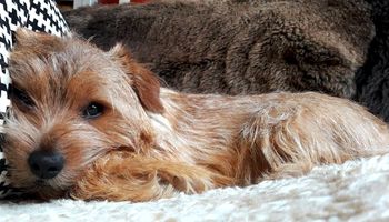 Norfolk terrier od A do Z, czyli wszystko co warto wiedzieć o rasie