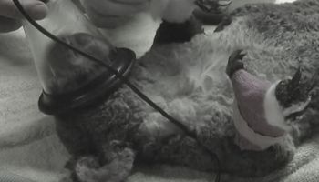 Koala uratowana z płonącego lasu nie żyje. „Jej poparzenia były naprawdę rozległe”