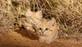 Badaczom udało się uchwycić piaskowe koty. Czekali na tę chwilę przez cztery lata