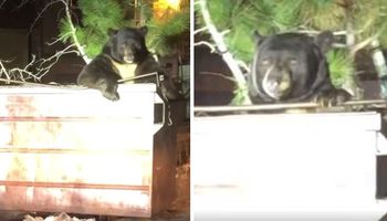Ogromny niedźwiedź utknął w śmietniku. Wystraszeni policjanci usiłowali podejść i mu pomóc
