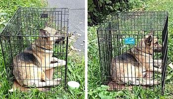 Policjanci znaleźli porzuconego psa w ciasnej klatce. Opinia weterynarza złamał ich serca