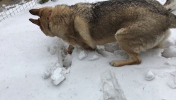 Zauważył psa zwiniętego w kłębek na śniegu. Dopiero gdy podszedł bliżej, ujrzał prawdę