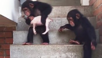Umierający szczeniak trafił w ręce szympansów. Jego życie wisiało na włosku