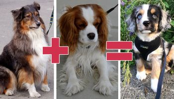 12 niesamowitych krzyżówek psów, na widok których trudno przejść obojętnie