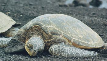 125 martwych żółwi znalezionych na plaży. Zwierzęta potwornie cierpiały przed śmiercią