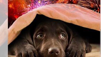 Dlaczego psy tak bardzo boją się fajerwerków? Istnieją 4 poważne powody