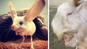20 dziwnych zwierząt, które żyją na naszej planecie. O istnieniu wielu nie miałeś pojęcia