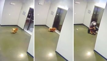 Pies na smyczy nie zdążył wejść do windy za właścicielką. Ta po chwili ruszyła