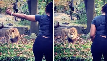 Kobieta przeskakuje płot odzielający ją od lwów w zoo. Staje z nimi oko w oko