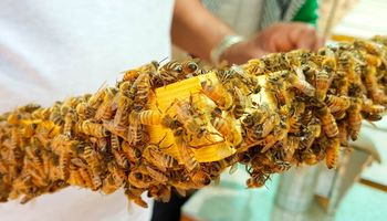 Tysiące pszczół może umrzeć tej zimy. Wszystko to wina temperatury
