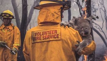 24 poparzone zwierzaki uratowane z samego środka pożaru w Australii