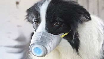 Wystraszeni Chińczycy kupują masowo maski dla psów. Koronawirus atakuje też czworonogi?
