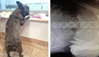 Pies trafił do kliniki z objawami zatrucia. RTG brzucha zaskoczyło samego weterynarza