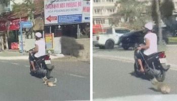 Mężczyzna ciągnął psa za pędzącym skuterem. Na drodze pozostawały tylko ślady krwi