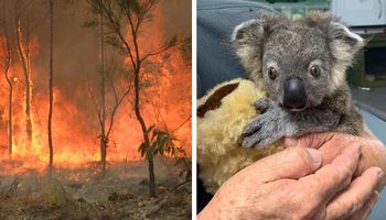 Małe kangury i koale, które przeżyły pożar w Australii, mają zostać zabite? To nieprawda