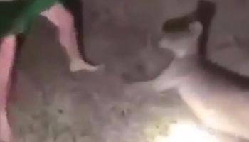 Uderza rannego kangura pięścią w twarz. Zwierzę desperacko unosi jedną łapkę, by się bronić