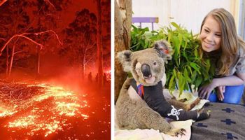 Pół miliarda zwierząt spłonęło w Australii. Rodzina Steve’a Irwina pomogła 90 000