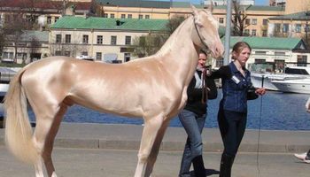 24 konie z wyjątkowym i niesamowitym umaszczeniam. Nie spotkasz ich w zwykłej stadninie