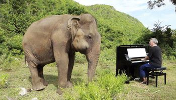 Muzyk zagrał dla niewidomego słonia. Nieprawdopodobna reakcja zwierzęcia