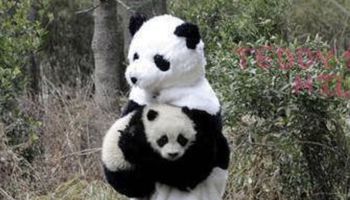 Praca idealna dla osób kochających pandy! Zakochasz się w niej od zaraz!