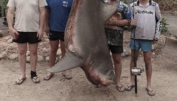 Zabili ogromną samicę rekina. Po rozcięciu jej brzucha widok zmroził im krew