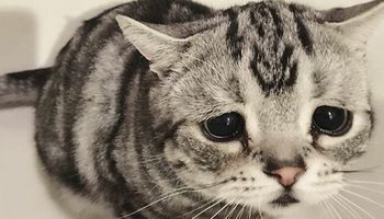 Okrzyknięto ją „najsmutniejszym kotem świata”. Gdy spojrzysz w jej oczy, zrozumiesz