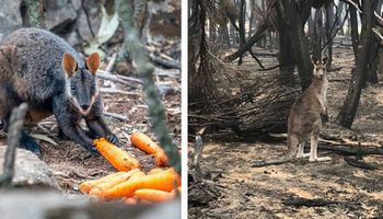 Zwierzęta, które przeżyły pożary w Australii, głodują. Gdyby nie ludzie, umarłyby