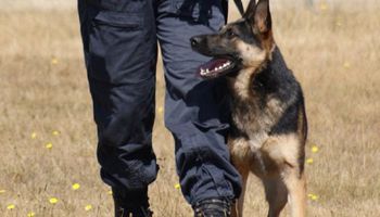 Nie żyje aż 6 psów policyjnych. Zginęły w okropnych męczarniach
