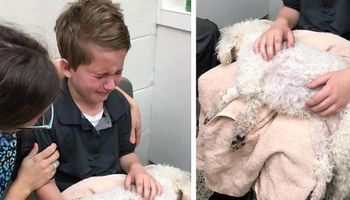 Chłopiec płacze, kiedy jego pies jest usypiany. Później wyznaje mamie prawdę