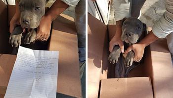 Znaleziono szczeniaka porzuconego w pudełku wraz z poruszającym listem