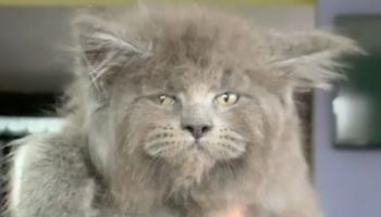 Rosjanka hoduje specjalny rodzaj kotów, które posiadają ludzkie twarze