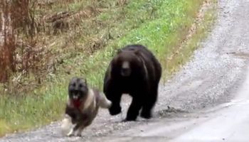 Niedźwiedź wybiegł z lasu i zaczął gonić psa. Był już naprawdę blisko