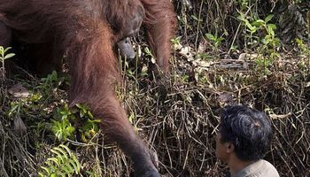 Orangutan wyciąga dłoń do obcego mężczyzny, stojącego w rzece