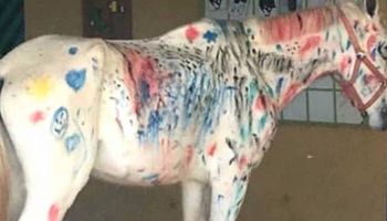 Nauczycielka zapytała dzieci, czy zamiast na papierze, chcą malować po… koniu