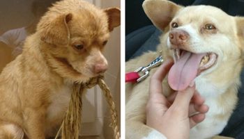 20 zdjęć zwierzaków przed i po adopcji. Miłość zmienia wszystko