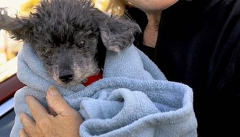 Rodzina chciała poddać 18-letniego psa eutanazji. Weterynarz słysząc powód szybko odmówił